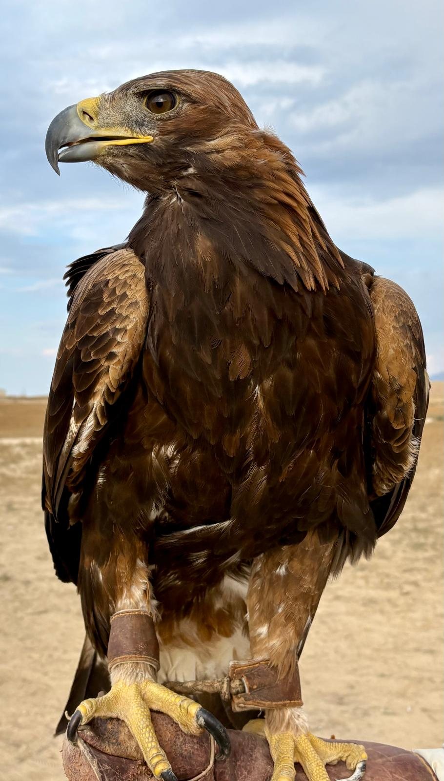 Gevogeltje